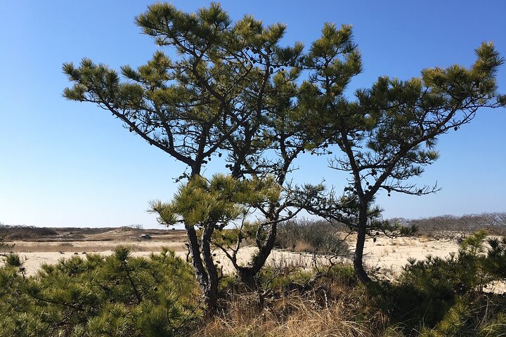 National Seashore Tour with Guided Hike