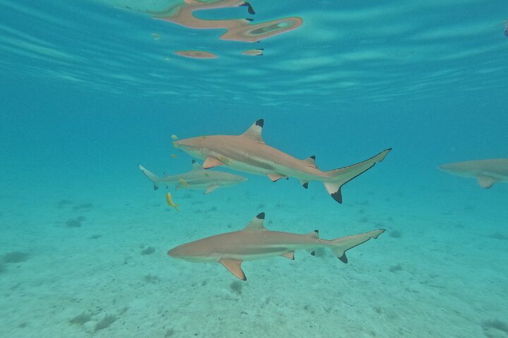 Snorkeling in Taha’a or Raiatea – Half Day by Iriatai Excursions