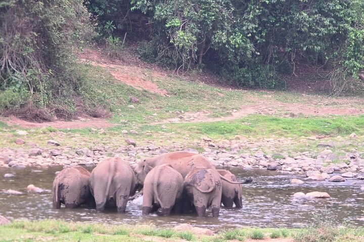 Wild Life Anakulam Jeep Safari