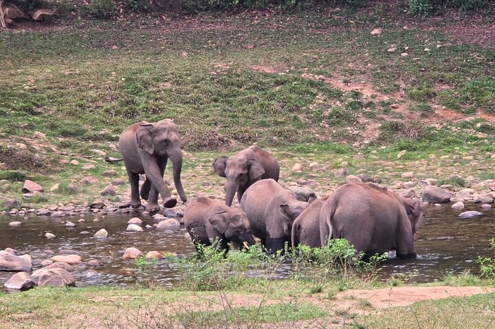 Wild Life Anakulam Jeep Safari