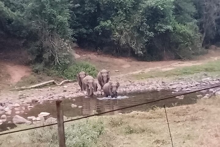 Wild Life Anakulam Jeep Safari