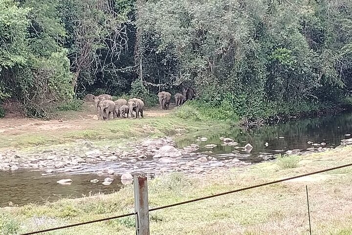 Wild Life Anakulam Jeep Safari