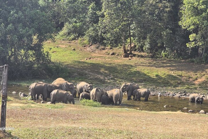 Wild Life Anakulam Jeep Safari