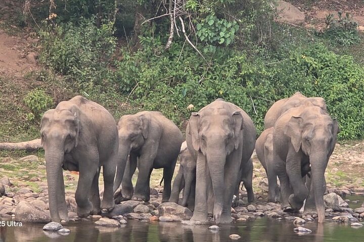 Wild Life Anakulam Jeep Safari