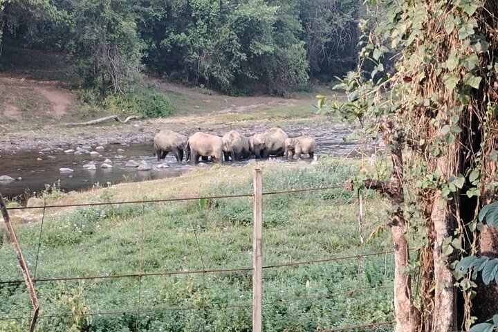 Wild Life Anakulam Jeep Safari