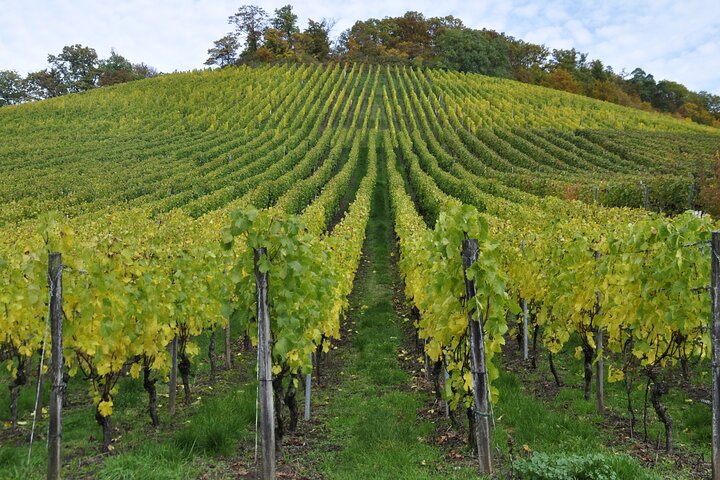 Wine Tasting Tour in Maribor's Region