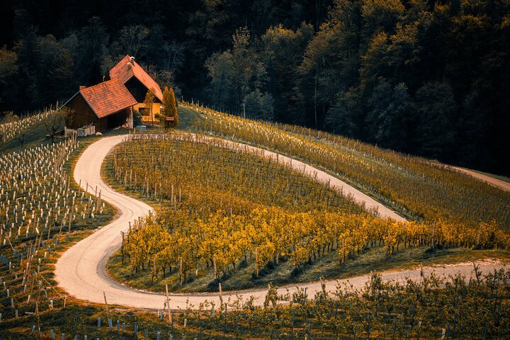Wine Tasting Tour in Maribor's Region