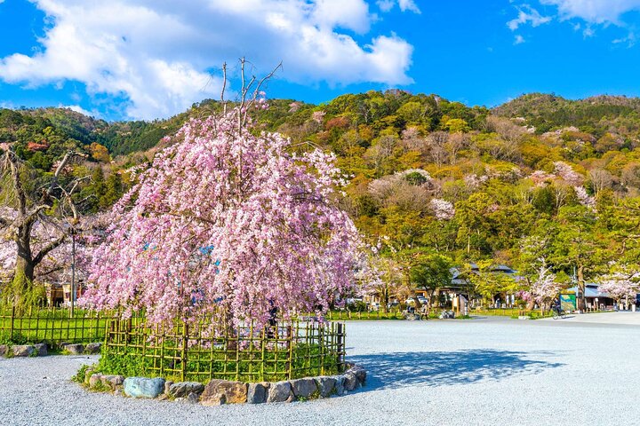 Osaka/Kyoto: Arashiyama, Fushimi Inari & Nara Park Day Trip