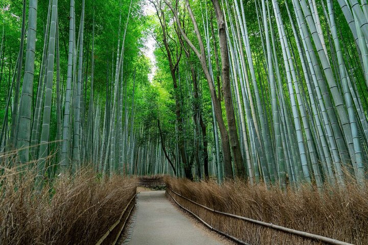 Osaka/Kyoto: Arashiyama, Fushimi Inari & Nara Park Day Trip