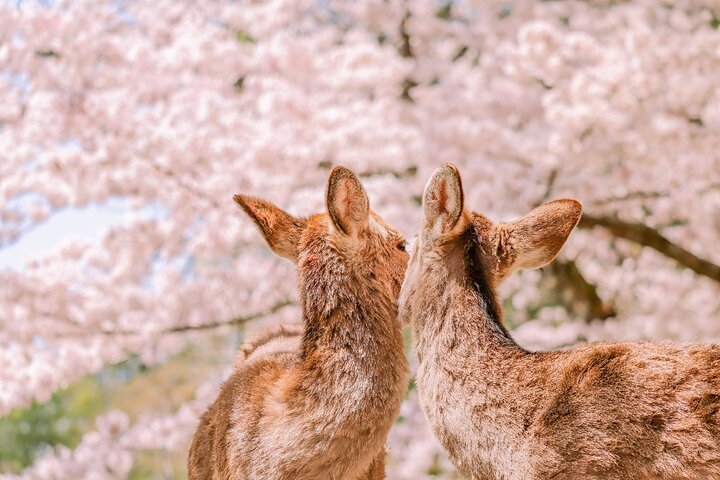 Osaka/Kyoto: Arashiyama, Fushimi Inari & Nara Park Day Trip