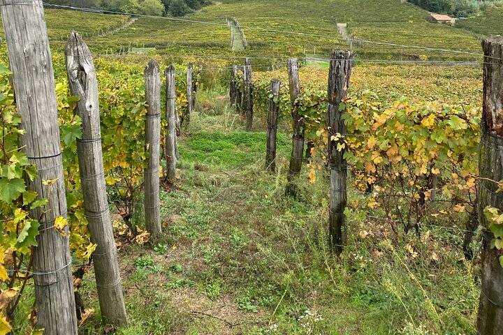 Barolo and Barbaresco Private Wine Tasting Tour