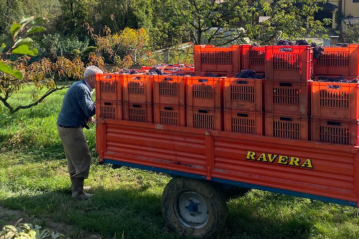 Barolo and Barbaresco Private Wine Tasting Tour