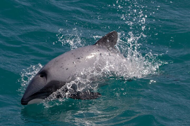 Akaroa Harbour Nature Cruise