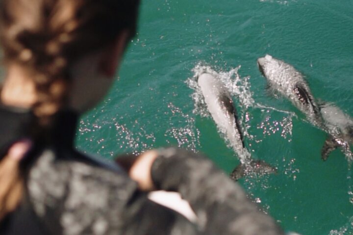 Akaroa Harbour Nature Cruise