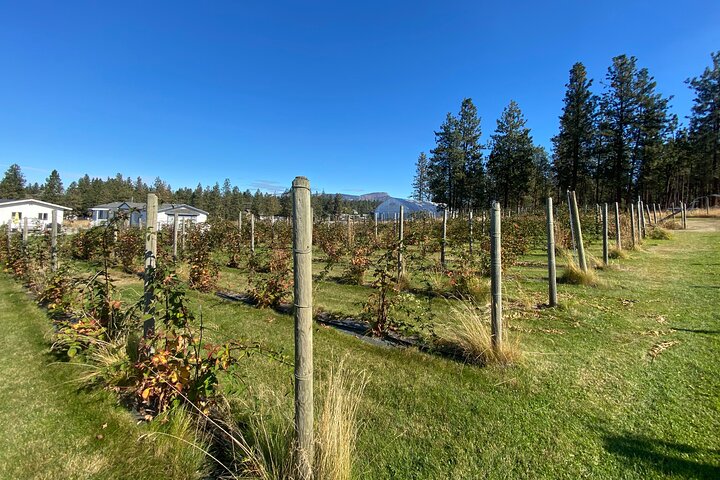 Kelowna Wine Tour by E-Bike with Tastings, Lunch & Okanagan Views