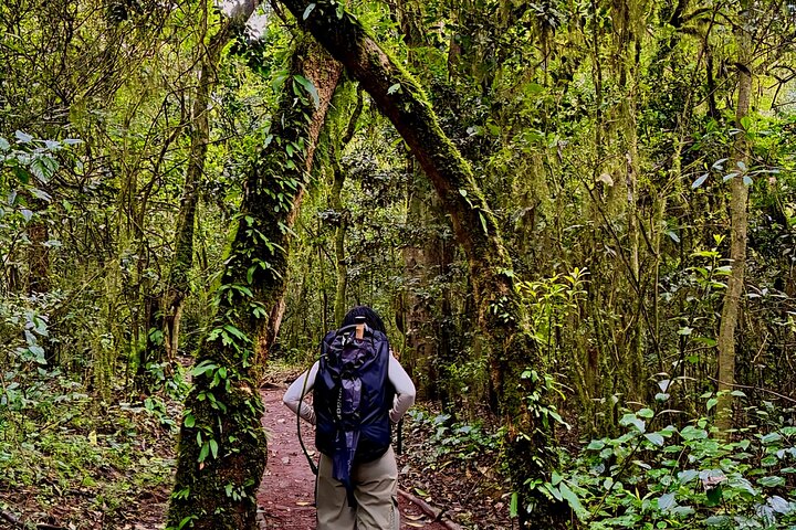 Kilimanjaro Day Trek: Rainforest Experience to Mandara Hut