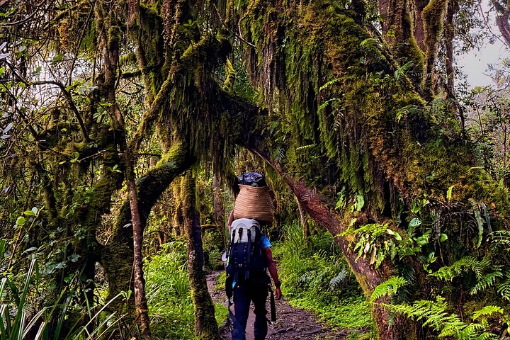 Kilimanjaro Day Trek: Rainforest Experience to Mandara Hut