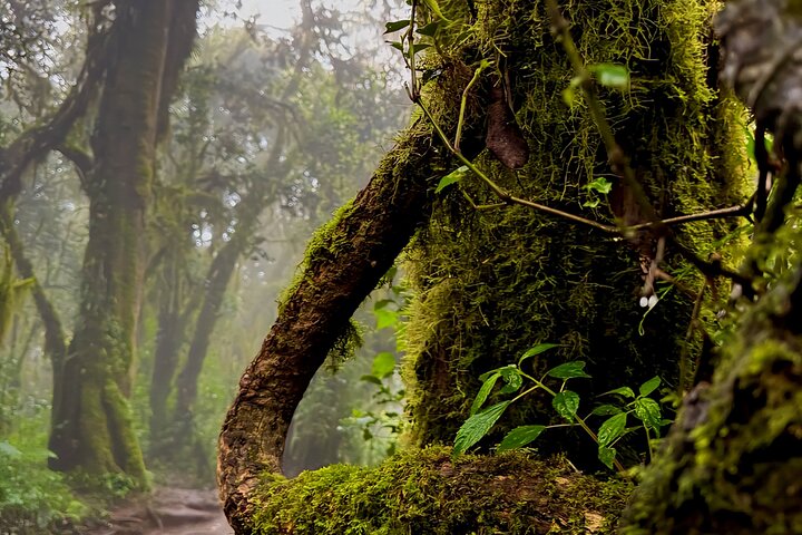 Kilimanjaro Day Trek: Rainforest Experience to Mandara Hut