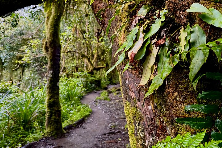 Kilimanjaro Day Trek: Rainforest Experience to Mandara Hut