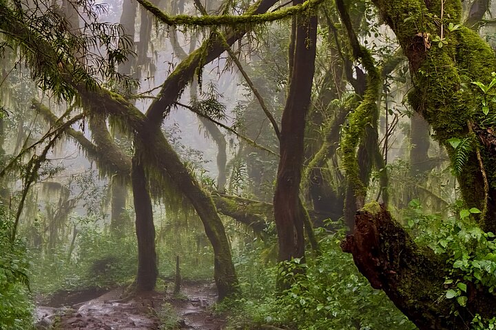 Kilimanjaro Day Trek: Rainforest Experience to Mandara Hut