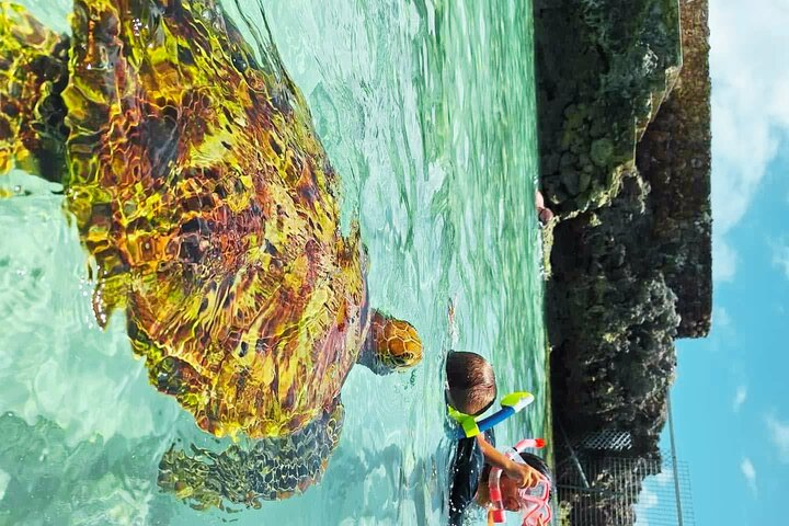 Efate Island Tour – Village, Turtles, Blue Lagoon & Eden River