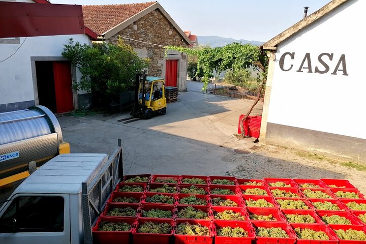 Douro Valley Wine Tour (with the producers)