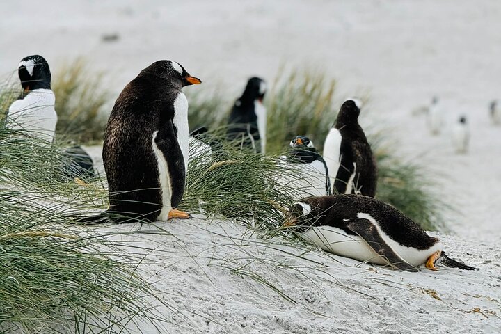 Falkland Islands Wildlife & Stanley Highlights Tour