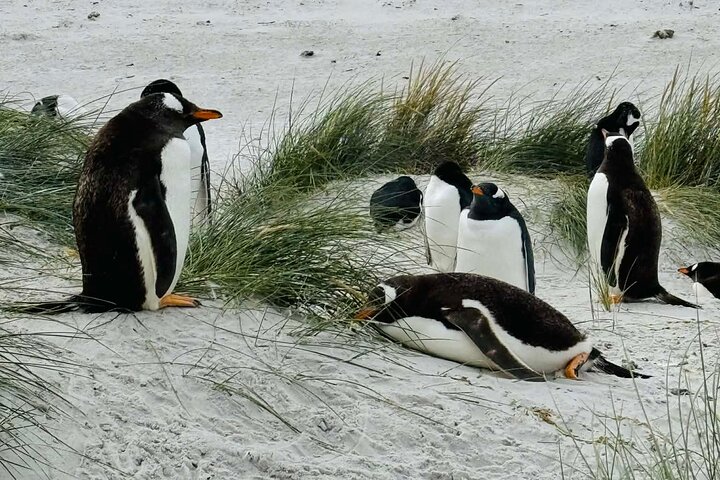 Falkland Islands Wildlife & Stanley Highlights Tour