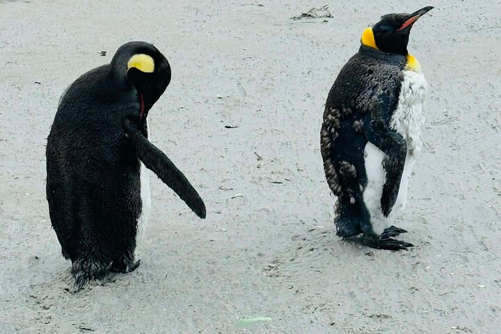 Falkland Islands Wildlife & Stanley Highlights Tour
