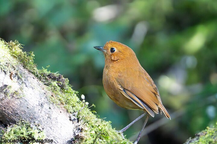 Mindo Cloud Forest Birdwatching & Photography - Private Day Tour