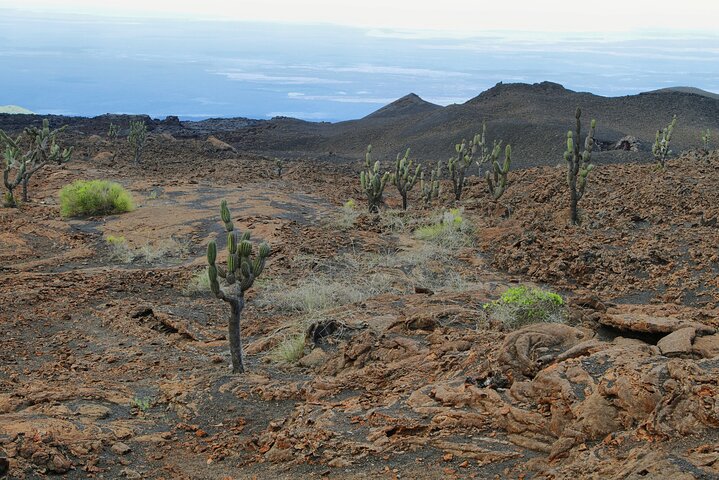 Sierra Negra Volcano Hike: Private Shore Tour from Isabela Port