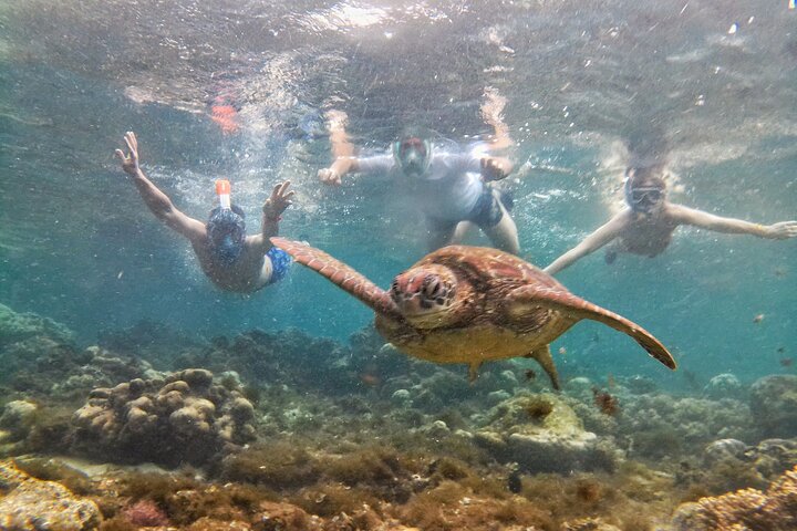 Apo Island and Dumaguete Countryside Tour