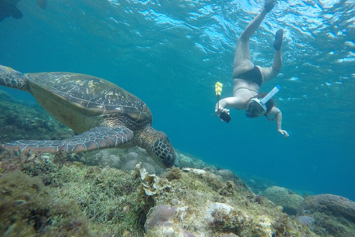 Apo Island and Dumaguete Countryside Tour