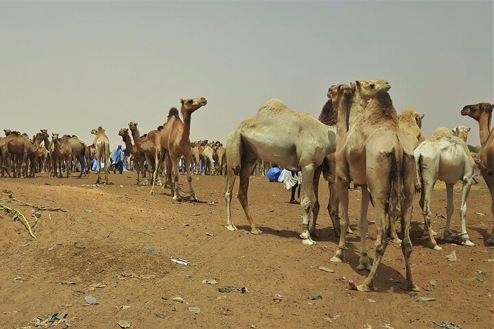 Mauritania in a nutshell Day Tour of Nouakchott