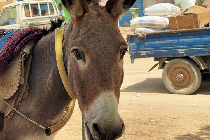 Mauritania in a nutshell Day Tour of Nouakchott