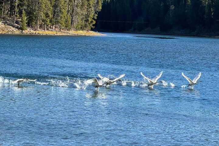 250th Celebration Yellowstone Open Air Tour W/Deals,lunch & Gifts