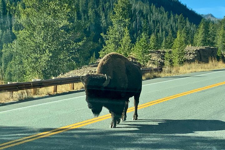250th Celebration Yellowstone Open Air Tour W/Deals,lunch & Gifts