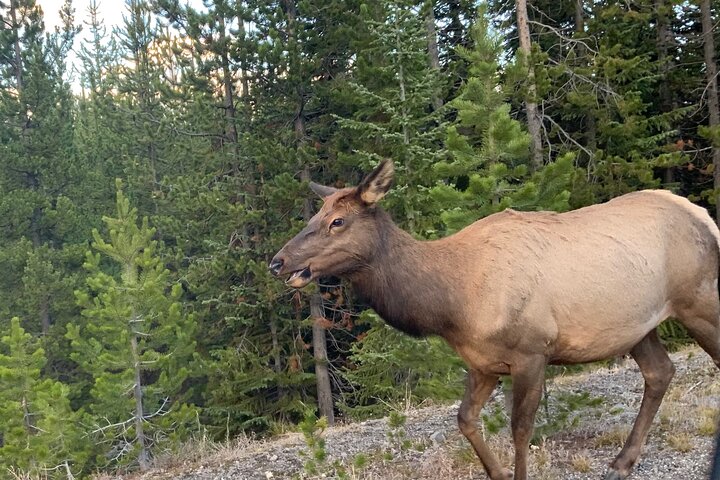 250th Celebration Yellowstone Open Air Tour W/Deals,lunch & Gifts