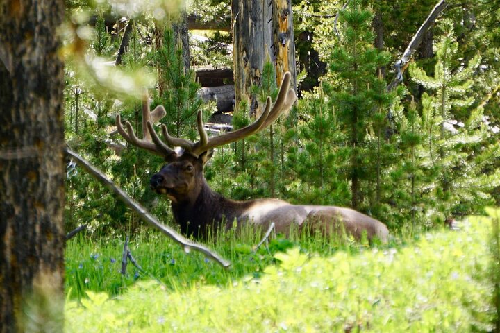 250th Anniversary Yellowstone 55+ Adults Only Deals,gifts & lunch