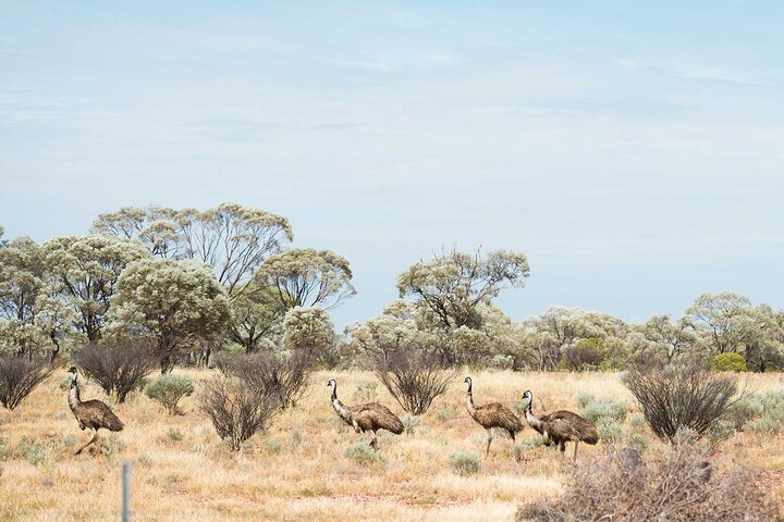 Full Day Winton Discovery Day Tour from Longreach