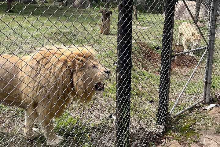 Private Harare Wildlife Tour: Lion Park, Bird park & Snake Park