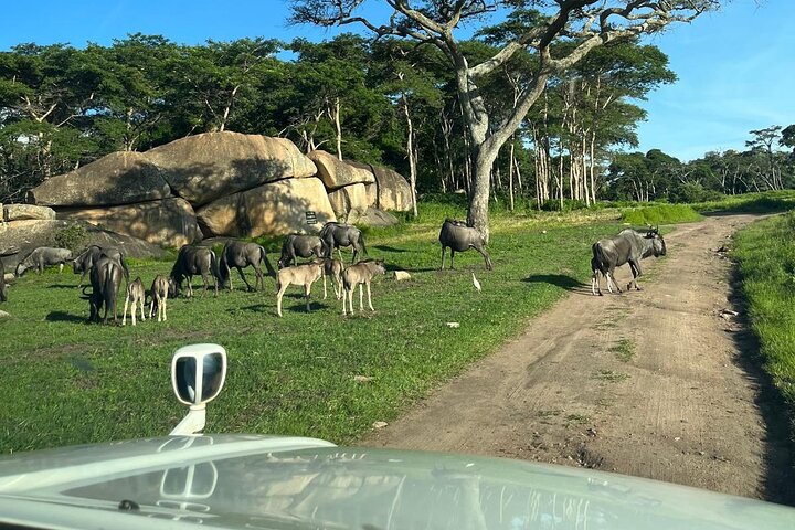 Private Harare Wildlife Tour: Lion Park, Bird park & Snake Park