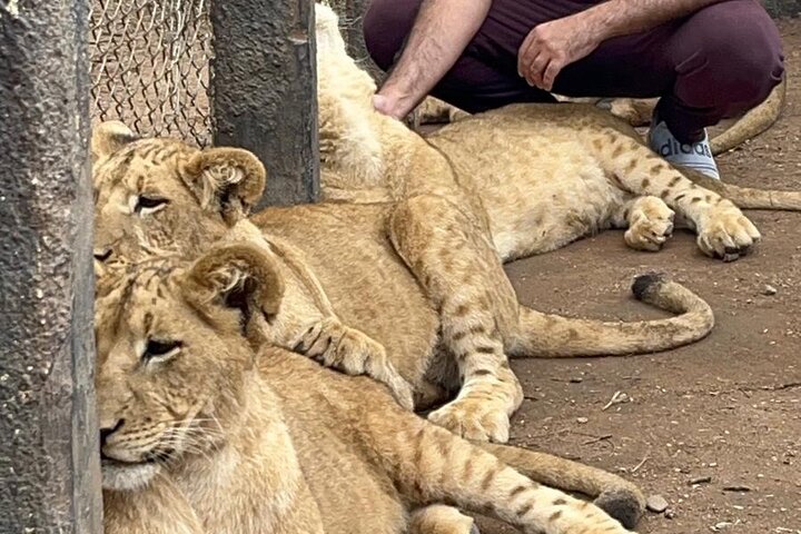 Private Harare Wildlife Tour: Lion Park, Bird park & Snake Park