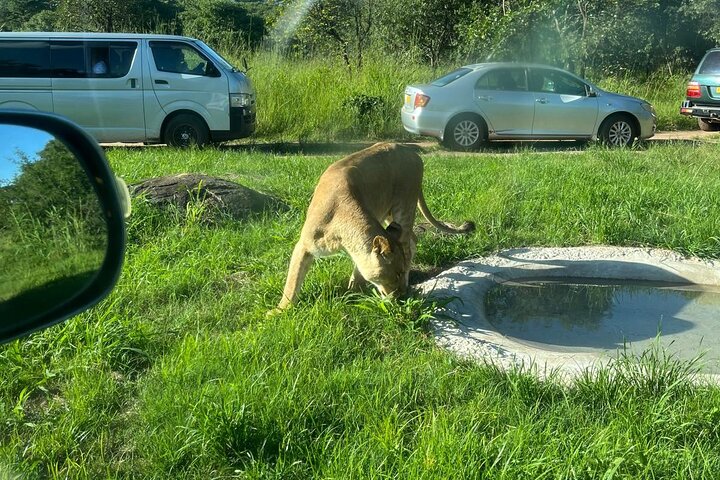 Private Harare Wildlife Tour: Lion Park, Bird park & Snake Park