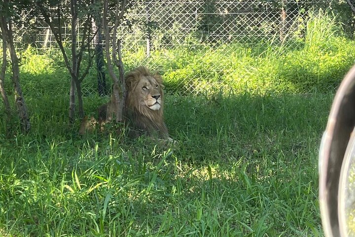 Private Harare Wildlife Tour: Lion Park, Bird park & Snake Park