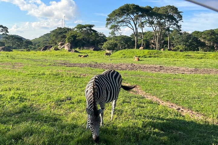 Private Harare Wildlife Tour: Lion Park, Bird park & Snake Park