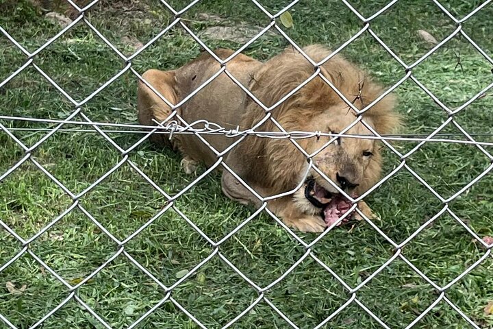 Private Harare Wildlife Tour: Lion Park, Bird park & Snake Park