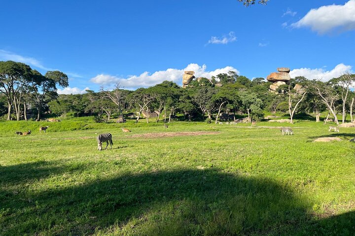 Private Harare Wildlife Tour: Lion Park, Bird park & Snake Park