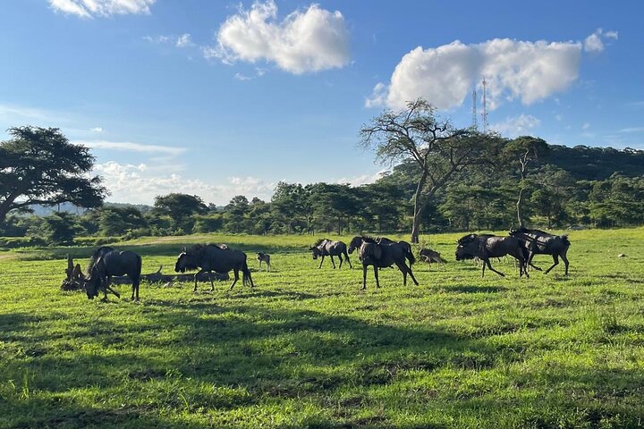 Private Harare Wildlife Tour: Lion Park, Bird park & Snake Park