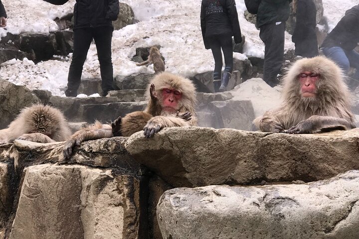Relaxed Snow Monkeys & Shibu Onsen: Green Season Private Tour